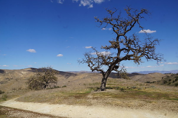 MCRA.UV.Money.Tree.07 MCRA.UV.Money.Tree.07