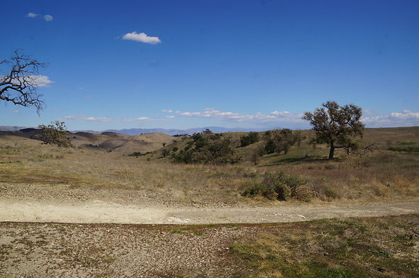 MCRA.UV.Money.Tree.05 MCRA.UV.Money.Tree.05