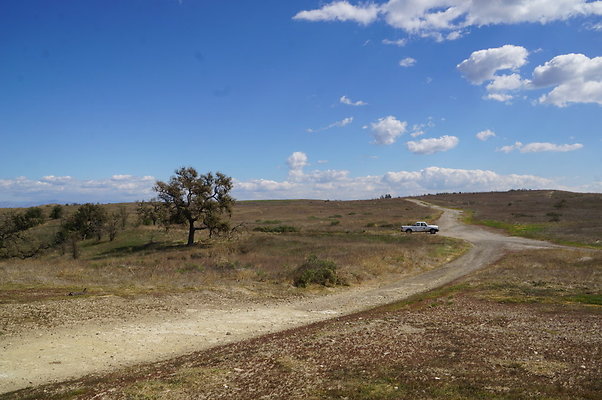 MCRA.UV.Money.Tree.09 MCRA.UV.Money.Tree.09