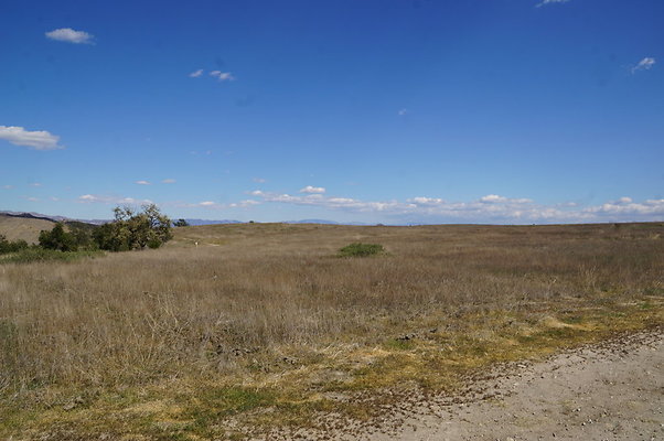 MCRA.UV.Money.Tree.12 MCRA.UV.Money.Tree.12