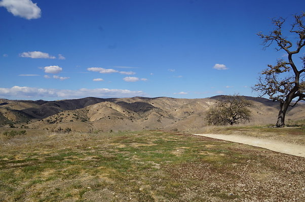 MCRA.UV.Money.Tree.03 MCRA.UV.Money.Tree.03