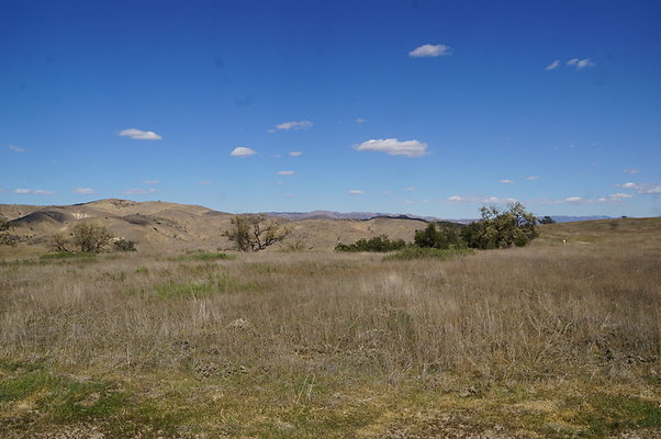 MCRA.UV.Money.Tree.11 MCRA.UV.Money.Tree.11