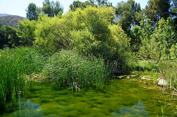 GOR.Lake.Cabin.Bridge.53