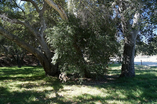 GOR.Placerita.Cyn.Barn.16