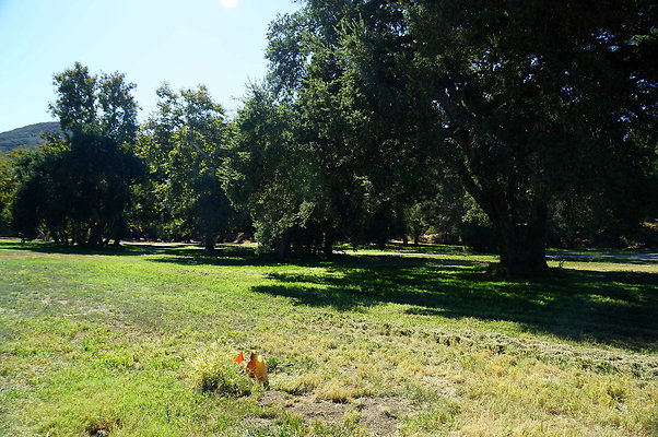 GOR.Placerita.Cyn.Barn.51