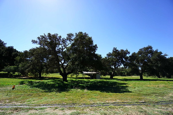 Gor.West.Meadow.WIDE.12