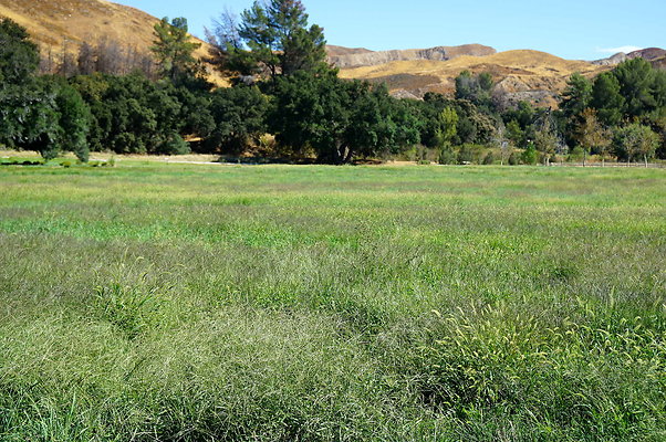 GOR.West Meadow.58