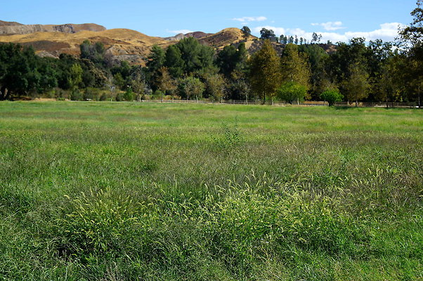 GOR.West Meadow.59