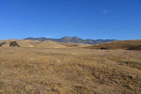 Tejon South Side African Tree