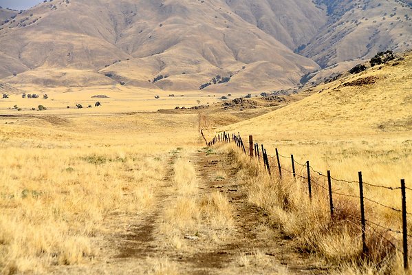 Tejon Grapevine Campo Bonito Fence Line