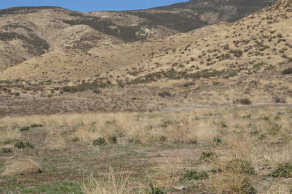 Firestone.Ranch.FIeld.135
