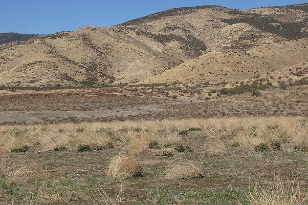 Firestone.Ranch.FIeld.134