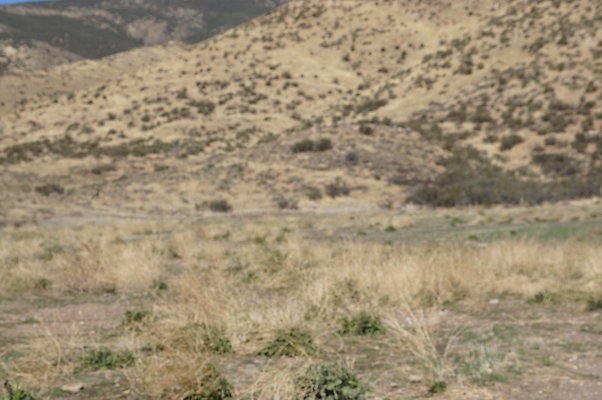Firestone.Ranch.FIeld.136