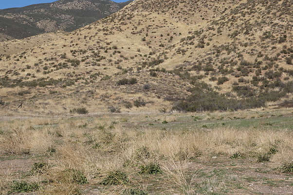 Firestone.Ranch.FIeld.137