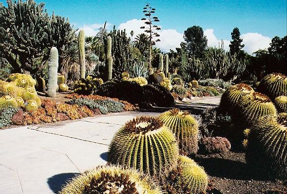 Desert Garden.H031105-16A