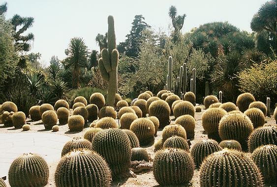 Desert Garden.H020302-20A