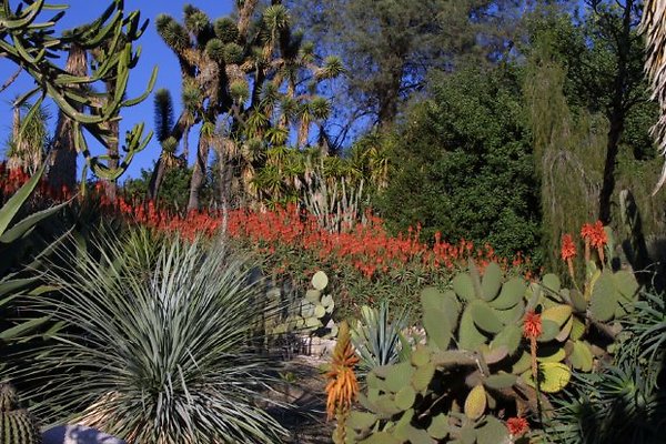 Desert Garden.0601 9197-100