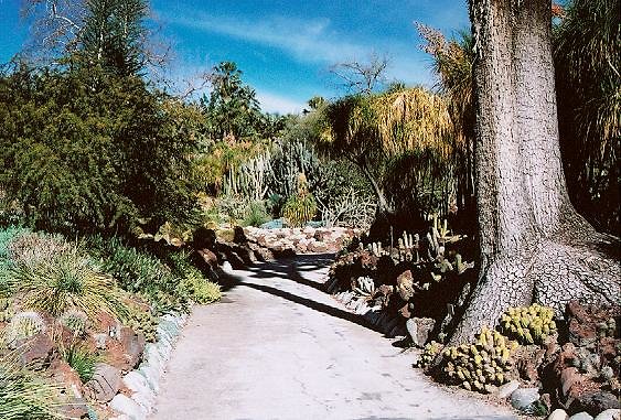Desert Garden.XX-21A