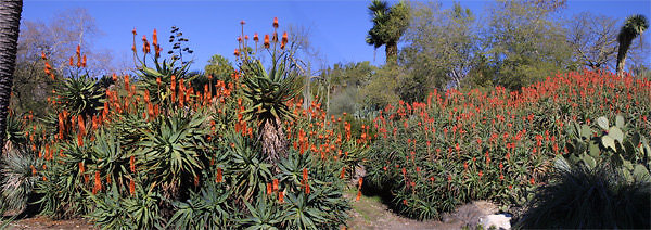 Desert Garden.Aloe3pt panorama 6w100