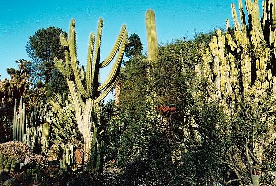 Desert Garden.H040201-4A