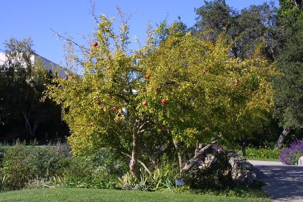 Flower.Trees.0510 8185-100