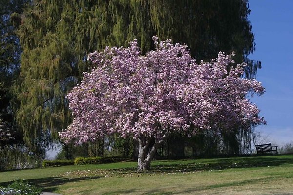 The Huntington.Flowers.Trees