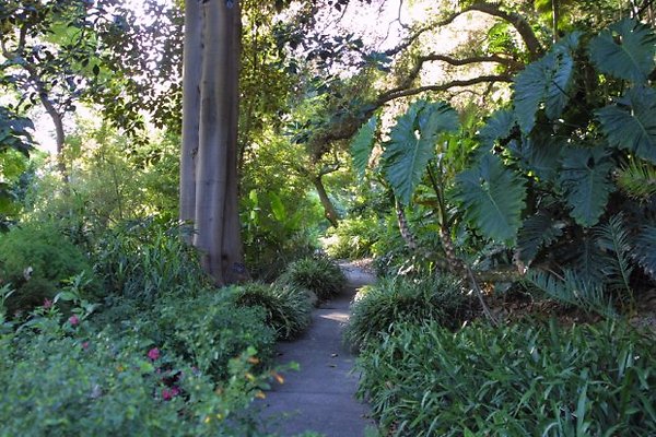 Jungle.0510 8293-100