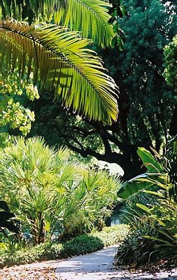 Jungle.010701-33