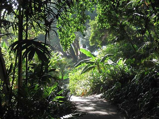 The Huntington.Jungle