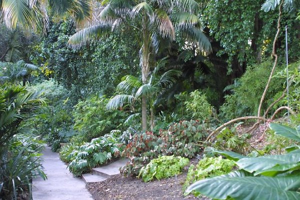 Jungle.0510 8307-100