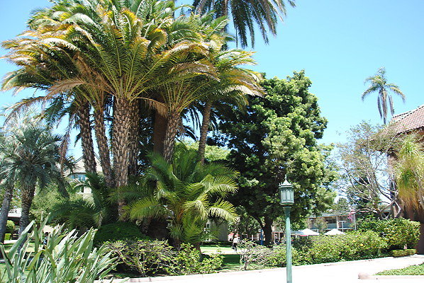 DSC 0074