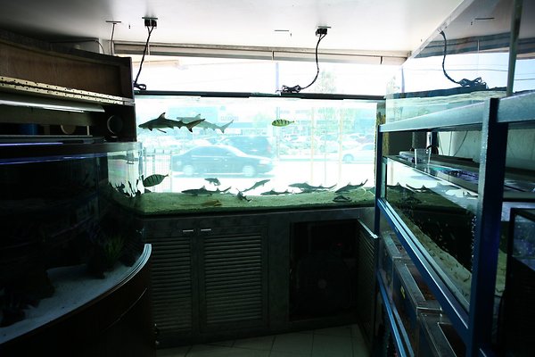 RainbowPetShop 2009-08-24 STST 045