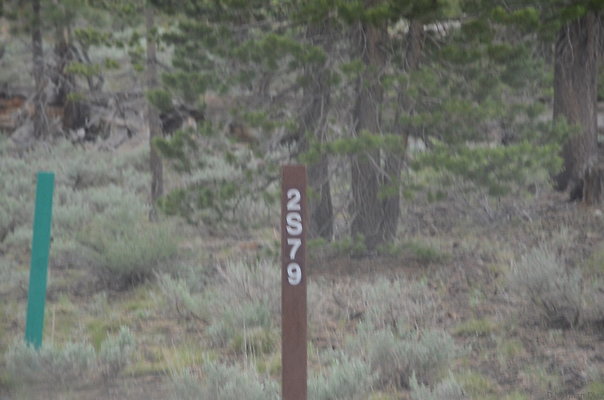 DND 3779