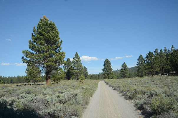 DND 0982