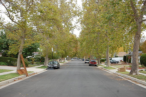 Tree Lined Strees.Valley Circle Area