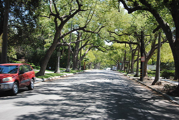 Pasadena Tree Lined Streets