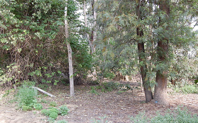 DSC 0386