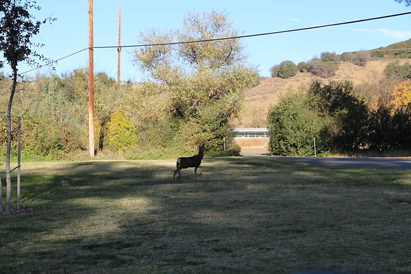 W-DEER-King Gillette MRCA-Geo6D-Nov2017-048 W-DEER-King Gillette MRCA-Geo6D-Nov2017-048