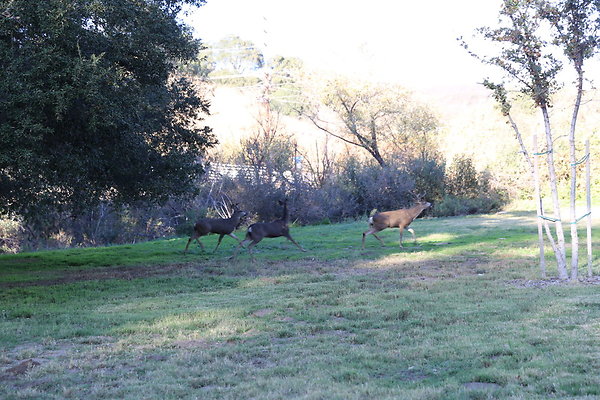 W-DEER-King Gillette MRCA-Geo6D-Nov2017-049 W-DEER-King Gillette MRCA-Geo6D-Nov2017-049