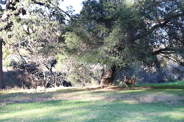 W-DEER-King Gillette MRCA-Geo6D-Nov2017-047 W-DEER-King Gillette MRCA-Geo6D-Nov2017-047