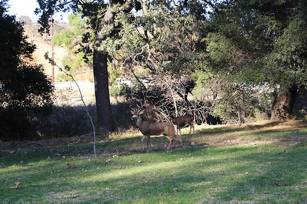 W-DEER-King Gillette MRCA-Geo6D-Nov2017-046 W-DEER-King Gillette MRCA-Geo6D-Nov2017-046