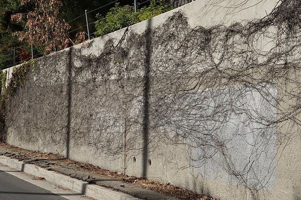 Magnolia.Blvd.East.EN.84