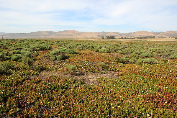 Cojo Ranch-SBCO-060