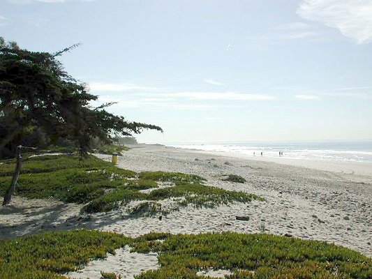 Carp Beach 1-1008