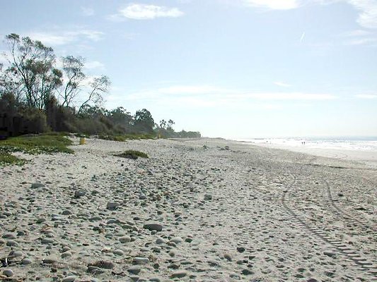 Carp Beach 1-1009