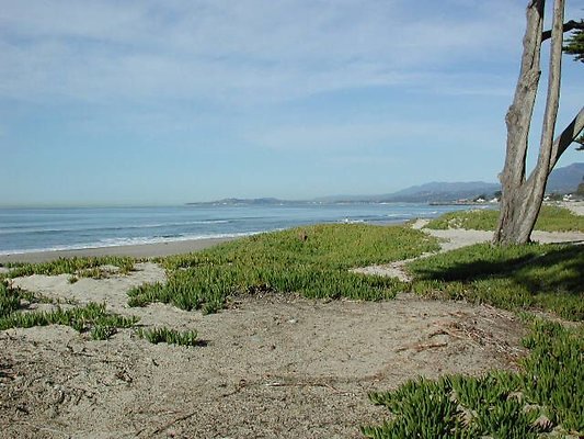 Carp Beach 1-1006