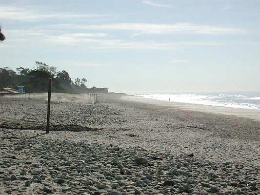 Carp Beach 1-1001