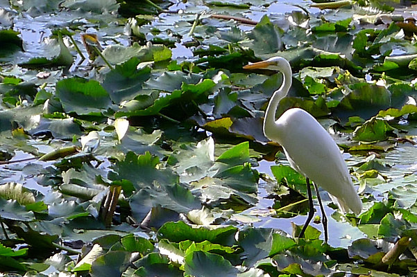 Bush.Pond.SB.06