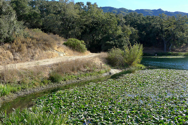 Bush.Pond.SB.13