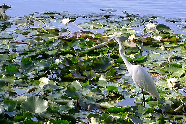 Bush.Pond.SB.05
